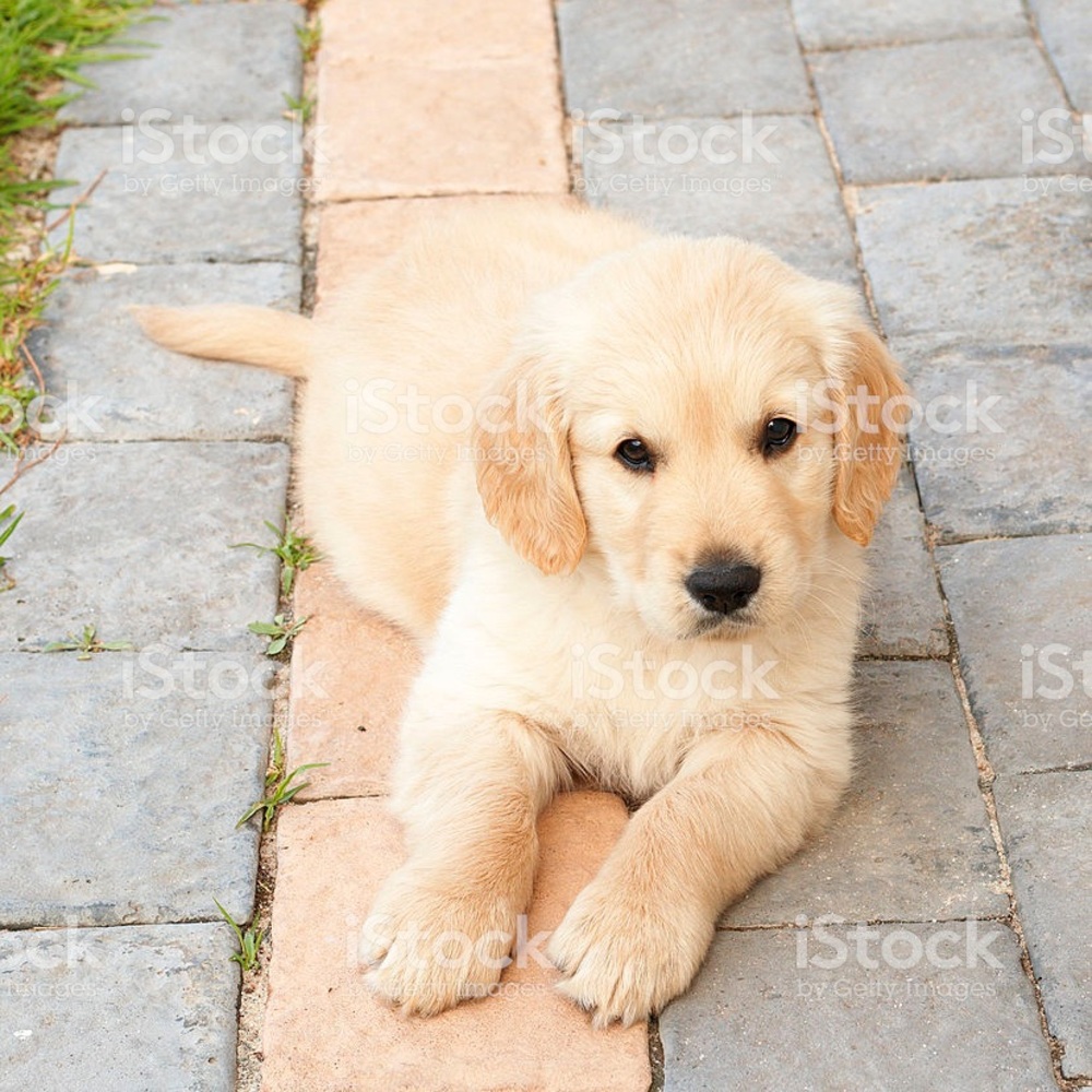 Meet your Posher, Pierina